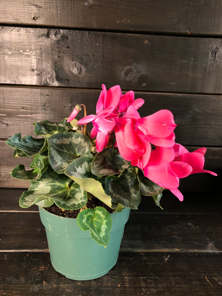 Cyclamen