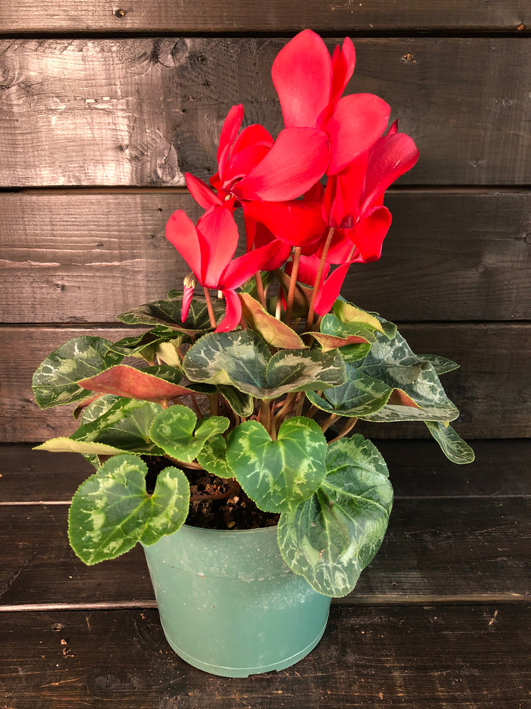 Cyclamen