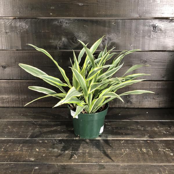 Dracaena Warneckii (dragonnier  ou dracaena Green Stripes)