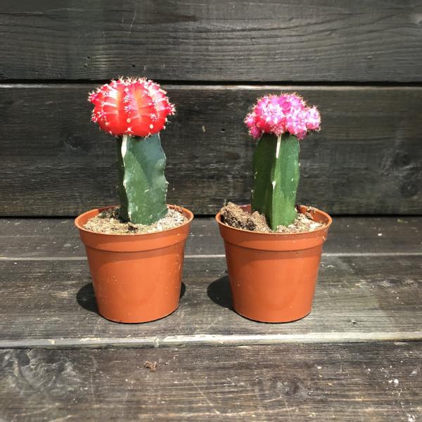 Cactus
