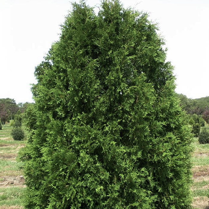 Thuya occidentalis 'Nigra' (Cèdre Noir)