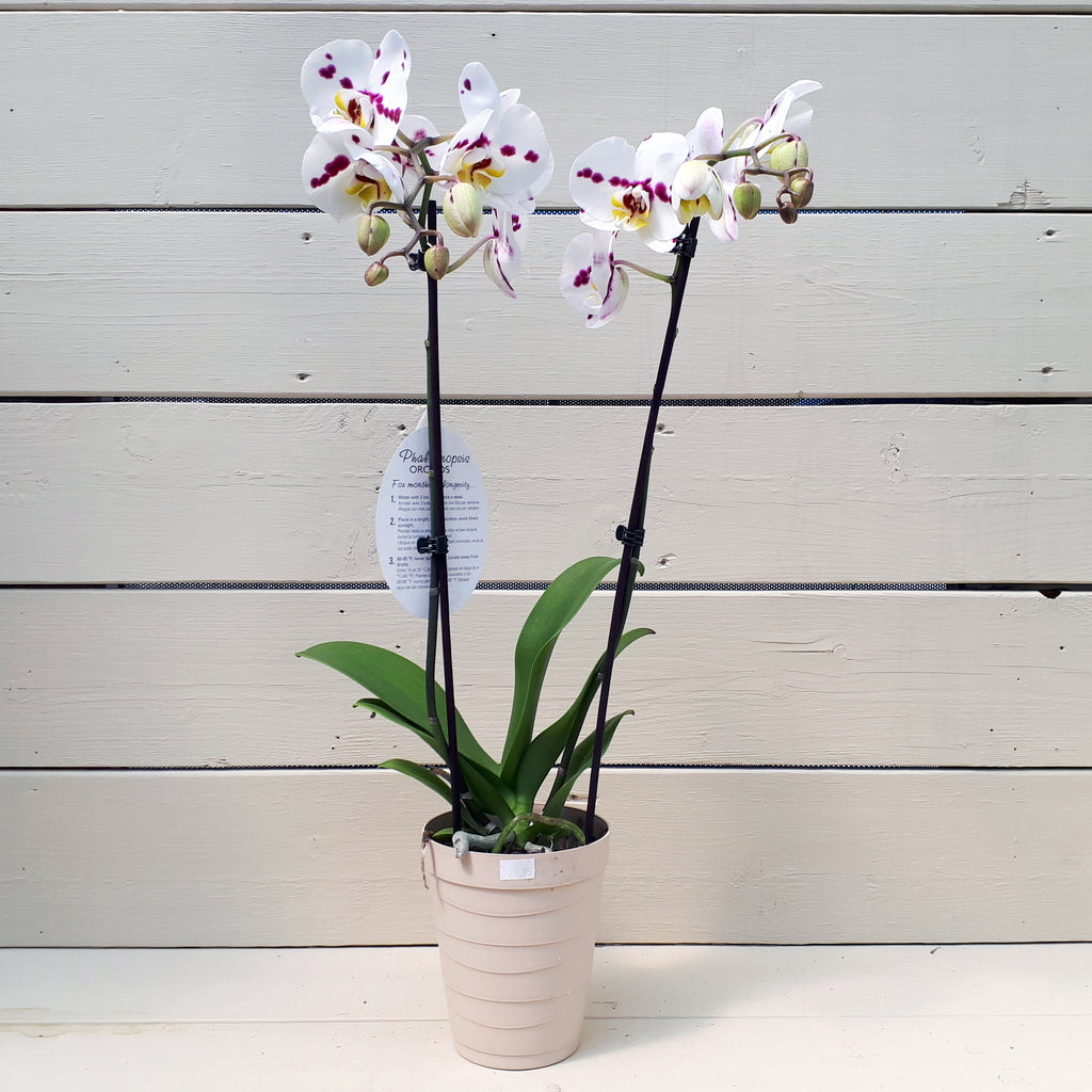 Phalaenopsis