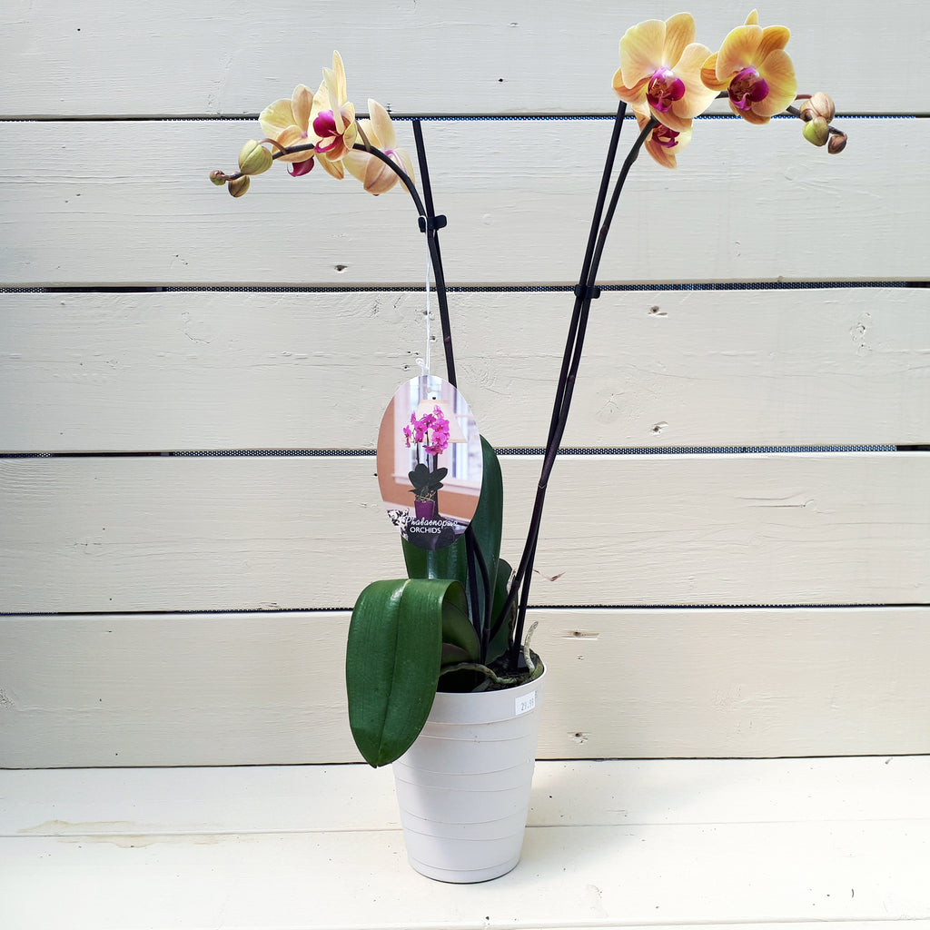 Phalaenopsis