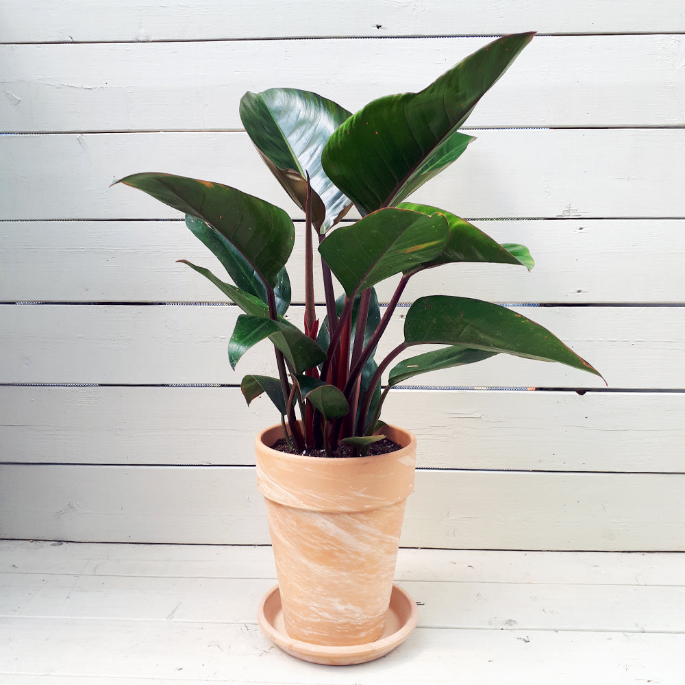 Philodendrons