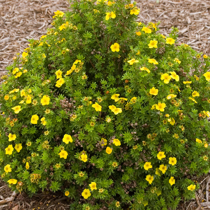 Potentilla Mango Tango (potentille)