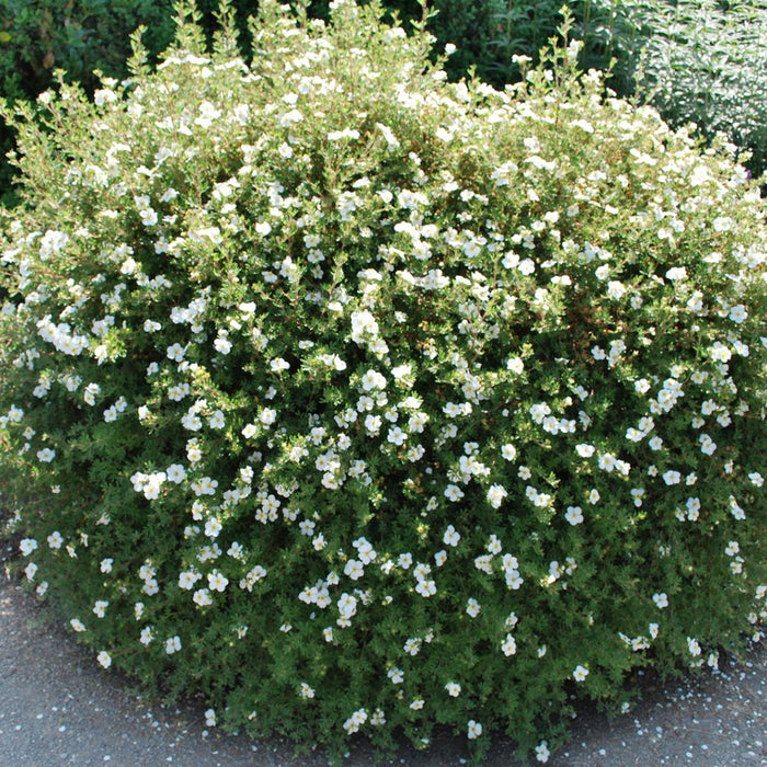 Potentilla Abbotswood (potentille)