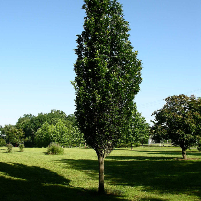 Quercus Regal Prince (robur x bicolor) (chêne Regal Prince)