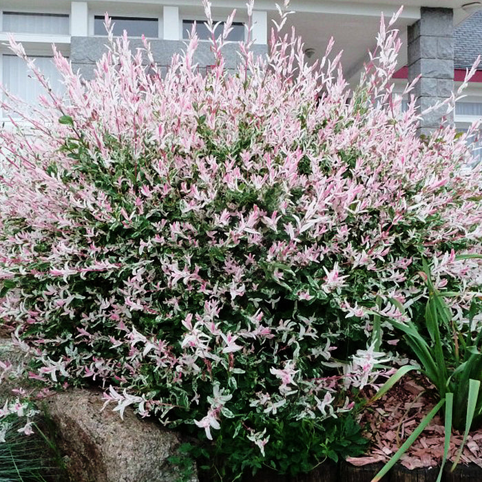 Salix Integra Flamingo (Saule maculé Flamingo)