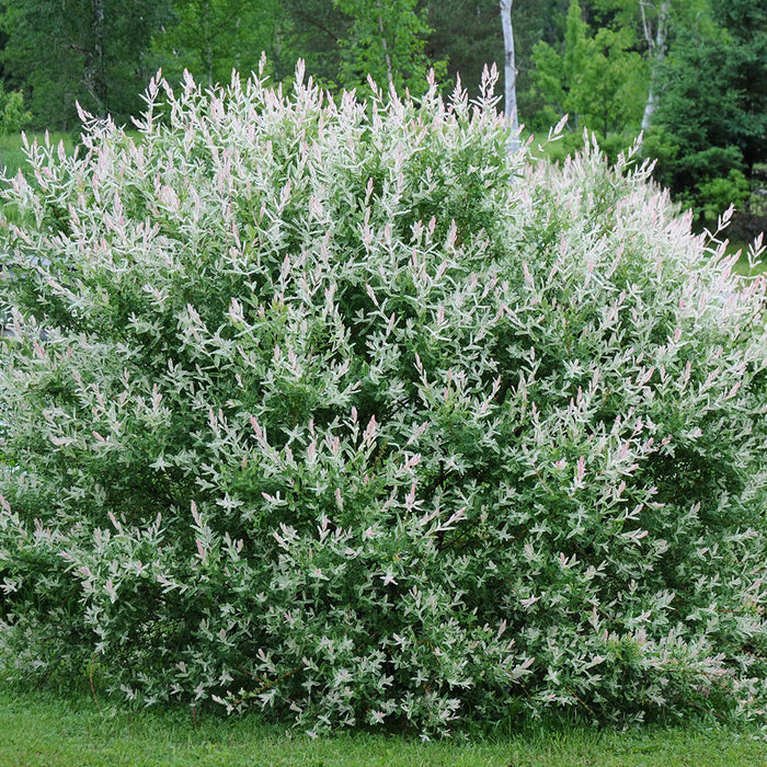 Salix integra Hakuro Nishiki (Saule maculé Hakuro Nishiki)