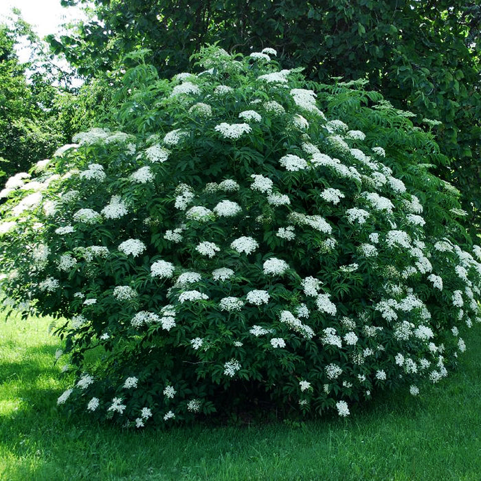 Sambucus canadensis Aureus (Sureau doré)