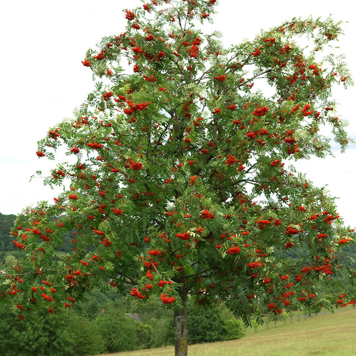 Sorbus Cardinal Royal (sorbier)