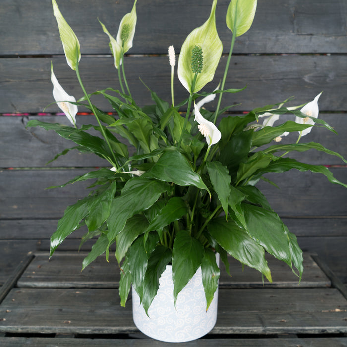 Spathiphyllum