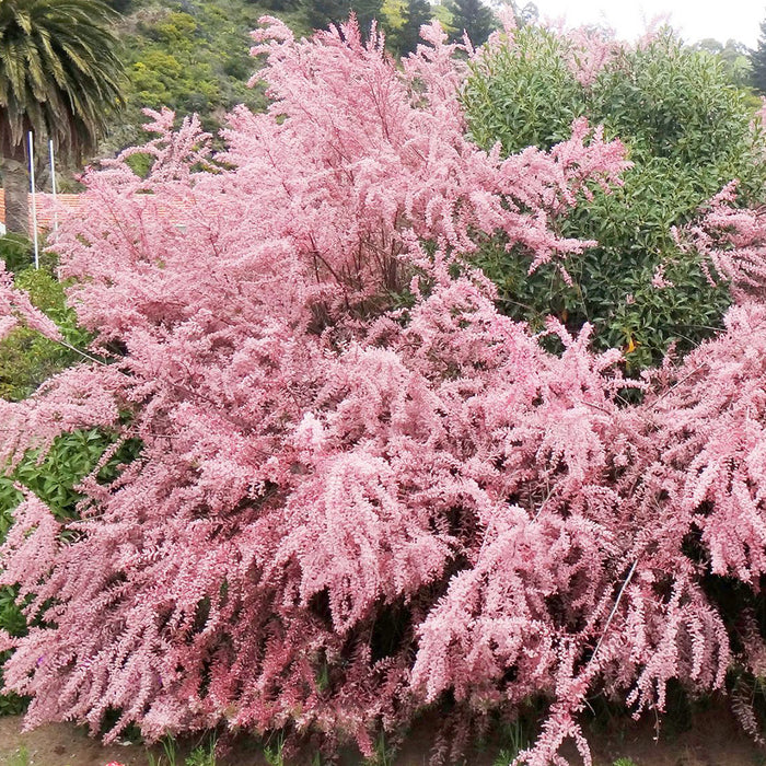 Tamarix ramosissima Pink Cascade (Tamarix Pink Cascade)