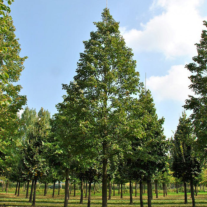 Tilia Corzam (cordata) (Tilleul corinthien)