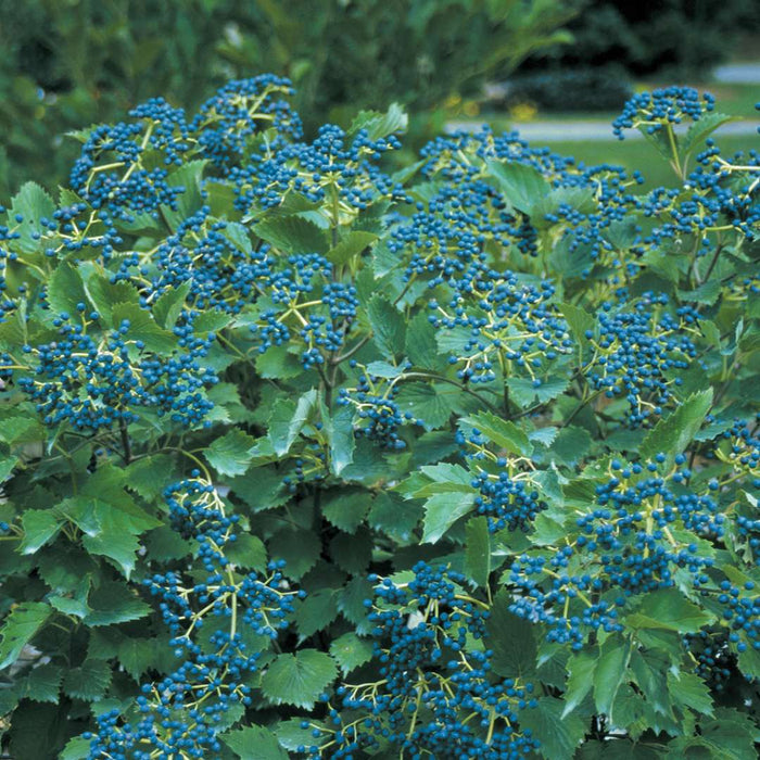 Viburnum Blue Muffin (Viorne dentelée Blue Muffin)