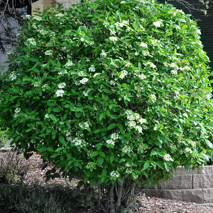 Viburnum Mohican (Viorne commune Mohican)