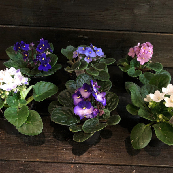 Violette africaine (Saintpaulia ionantha)