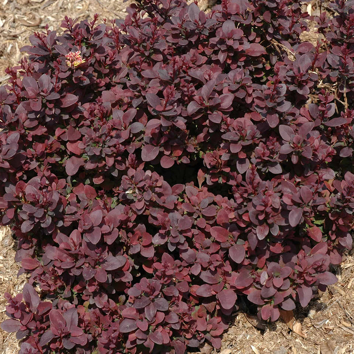 Berberis Thunbergii 'Concorde' (épine-vinette)