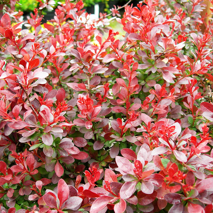 Berberis Thunbergii 'Cherry Bomb' (épine-vinette)