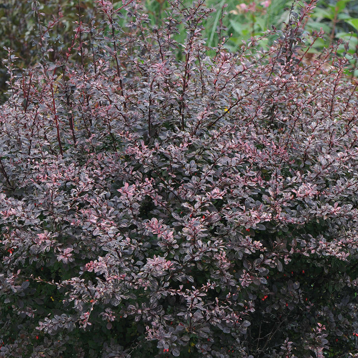 Berberis Thunbergii 'Rose Glow' (épine-vinette)