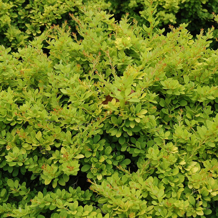 Berberis Thunbergii Sunsation (épine-vinette)