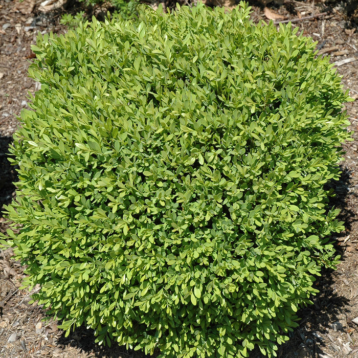 Buxus x Green Gem (buis)