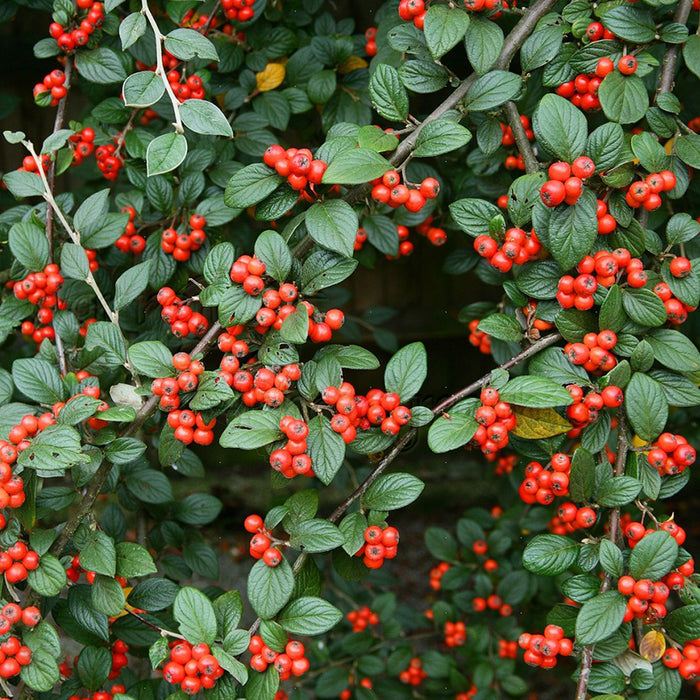 Cotoneaster Coral Beauty