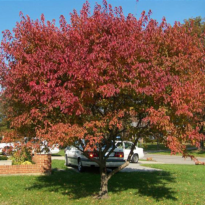 Acer ginnala Ruby Slippers érable amur