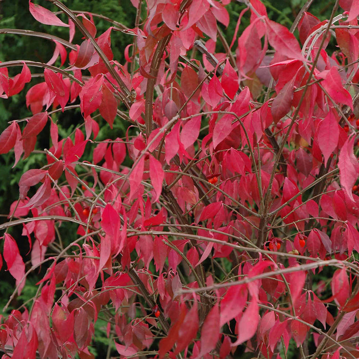 euonymous alatus compactus
