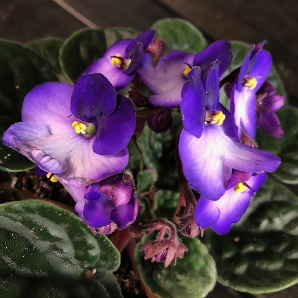 Violette africaine (Saintpaulia ionantha)