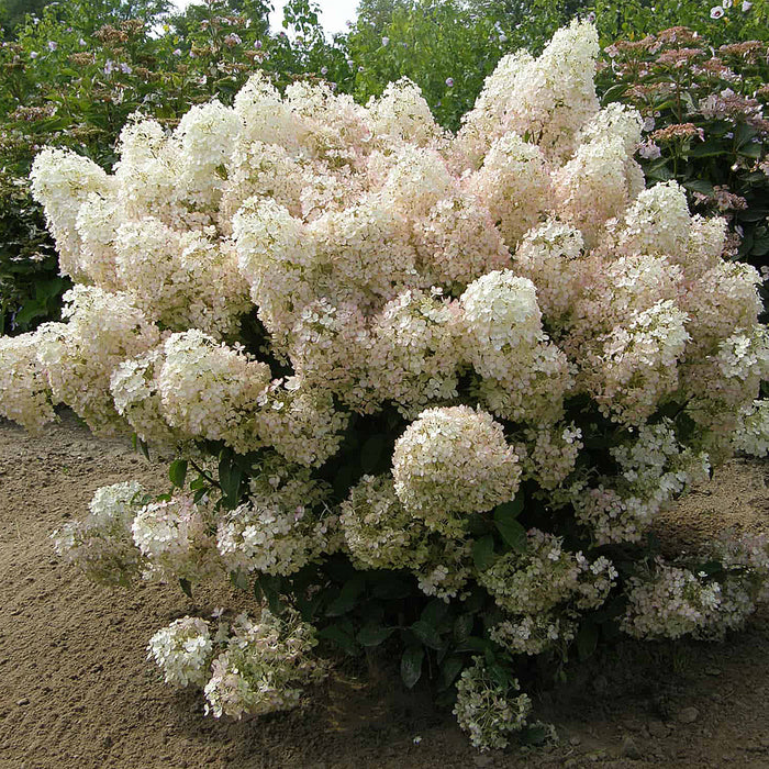 Hydrangea Bobo (Hydrangée; paniculata)