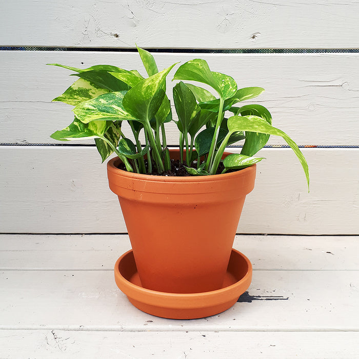 Epipremnum aureum (Pothos)