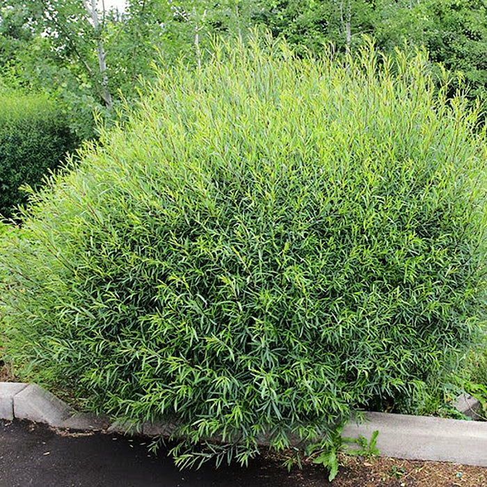 Salix purpurea Gracilis nana (Saule arctique nain)